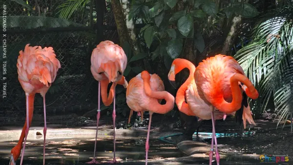Z.A Palenque and Aluxes Ecopark — Tour in Chiapas